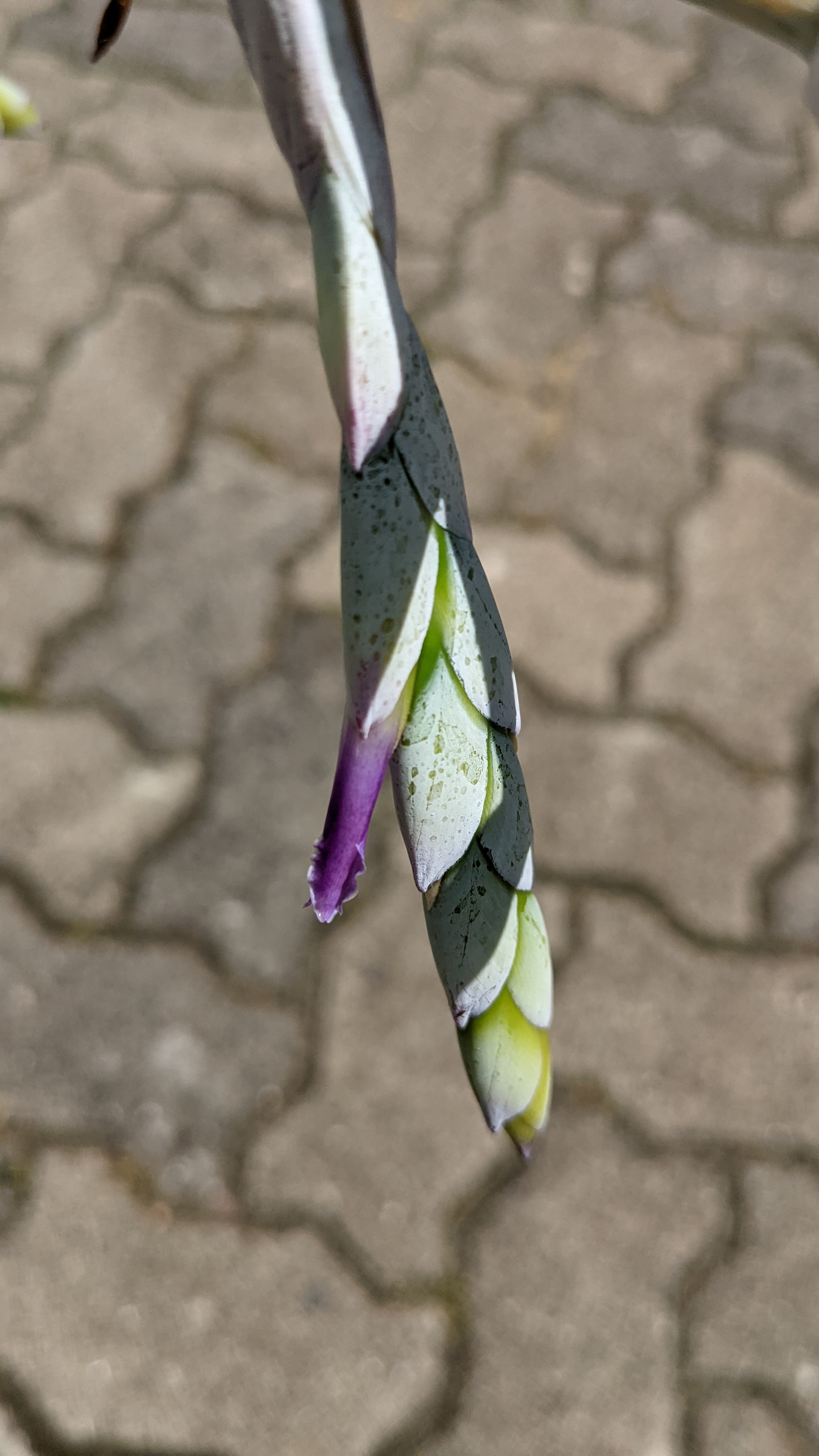 preview Tillandsia glauca  L.B.Sm.